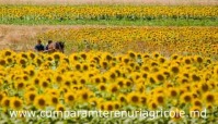 Arendez  cumpar teren agricol in Republica Moldova   Basarabia