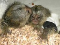 Baby Marmoset maimu  e pentru adoptare.
