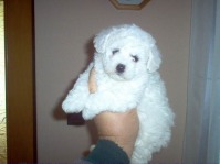 Catei Westy si Bichon Bolognese 