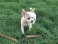 Chihuahua catelus pentru adoptarea