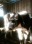 Chilipir  Vaca Holstein 1900 lei