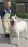 Oferta adoptie Bull Terrier femela