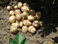 Vand cartofi noi  2011 productie proprie