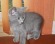 Vand pui pisica british shorthair blue