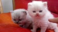 vand pui pisica persana albi  si  ri