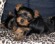 vand pui yorkshire terrier toy